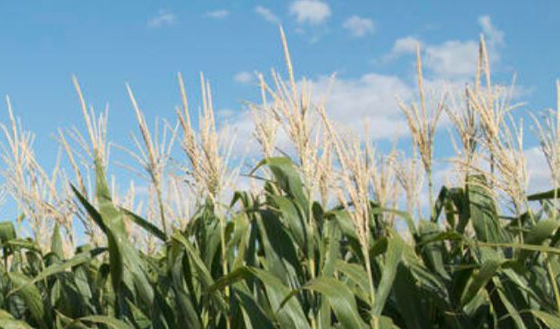 Cargill Plant Worthy of Battle Honor